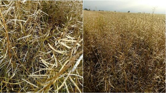 Kolejne straty w gm. Wojciechów. Burza z gradem zniszczyła plony