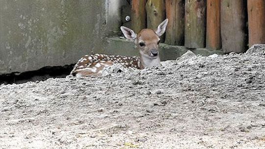 Kolejne urodziny w ZOO w Zamościu