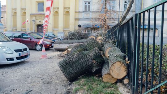 Kolejne wycinki drzew w Lublinie. Ks.: "W hierarchii stworzenia najpierw jest człowiek, potem przyroda"