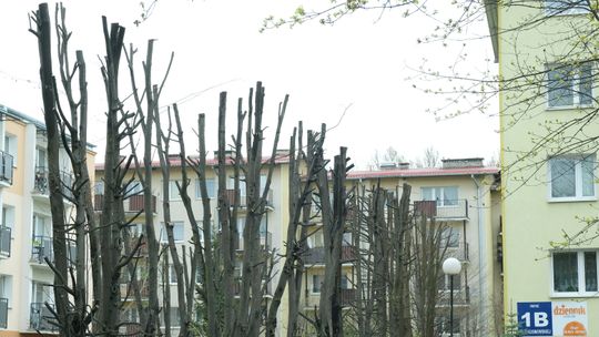 Kolejne zniszczone drzewa w Lublinie