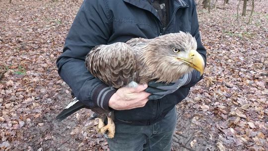 Kolejny zatruty bielik. Ten ma szanse przeżyć