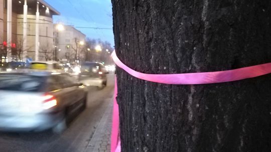 Kolorowe wstążki na drzewach do wycinki przy ul. Lipowej w Lublinie