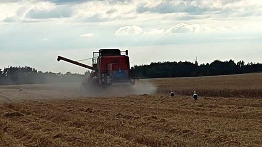 Kombajn wciągnął rękę rolnika