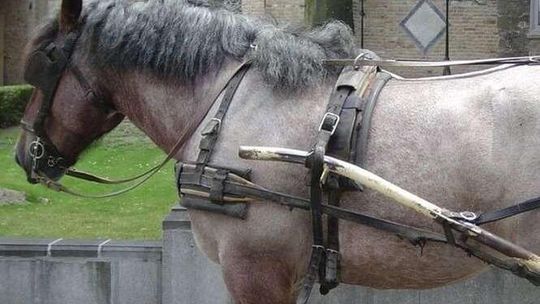 Komendant straży parku prowadził zaprzęg konny i zderzył się z autem. Kary nie będzie