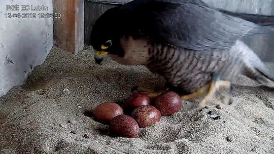 Komin Elektrociepłowni Lublin: Sokół i potomstwo na żywo [zobacz wideo]