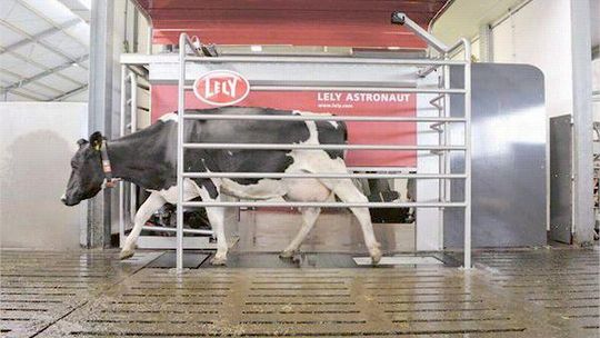 Komputer w oborze. Krowy same się doją