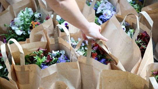 Komu bratka? Miasto rozdaje, bo sadzi begonie 