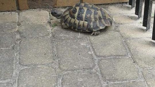 Komu uciekł żółw? Maszerował po posesji na osiedlu Szerokie