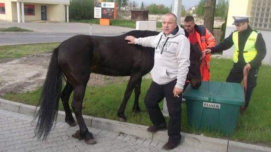 Koń bez jeźdźca galopował ulicami Zamościa. Policjanci ruszyli w pościg