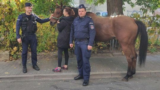 Koń hasał po centrum Lublina