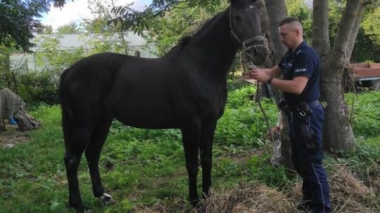Koń na gigancie. Z parkingu przy wiejskim sklepie „odholowała go” policja