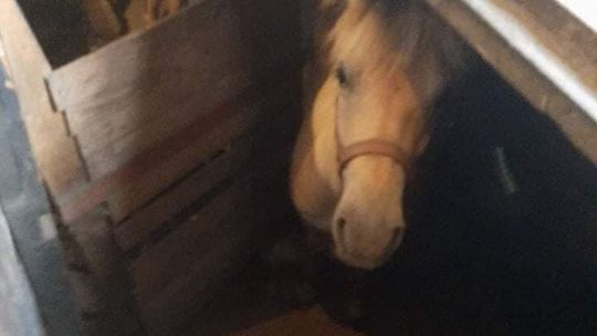 Koń norweski utknął w piwnicy w Stoczku Łukowskim. Trzeba było wezwać straż