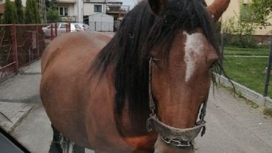 Koń spacerował ulicami Lubartowa. Uciekł swojemu właścicielowi