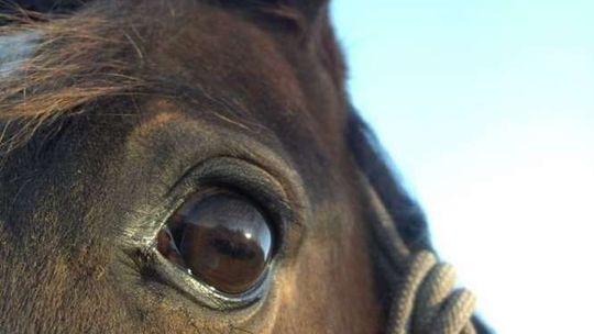 "Koń stoi na drodze i utrudnia ruch". Interwencja policjantów