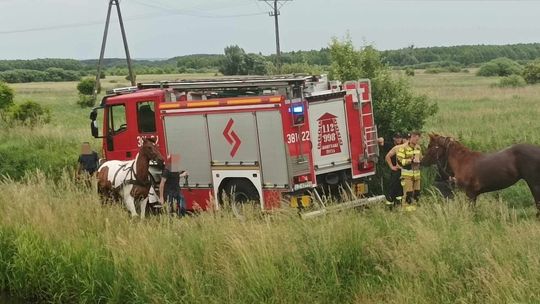 Koń w rzece Łabuńki. Na pomoc ruszyli strażacy