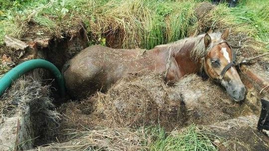 Koń wpadł do szamba. Wyciągnęli go strażacy