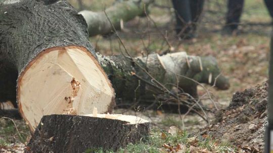 Konar zabił kierowcę, winna GDDKiA. 400 tys. zł odszkodowania