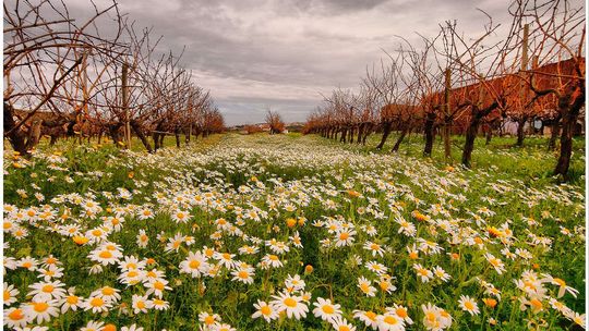 koncert dzisiaj przyjdź