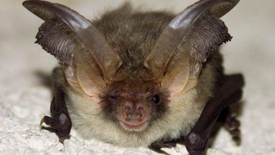 Kończą badać kamieniołomy w Bochotnicy