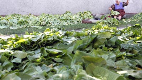 Kończą się kokosy na uprawie tytoniu