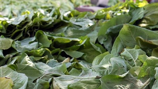 Kończy się czas na zawiernie umów ws. płatności do tytoniu