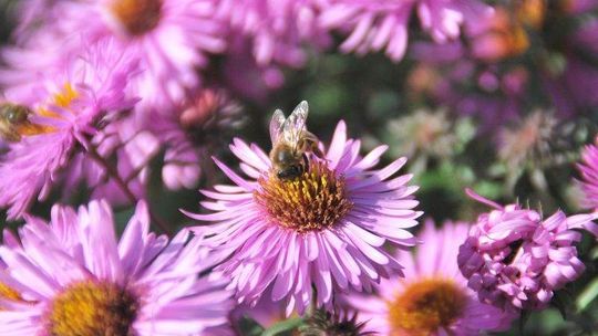 Konferencja w Pszczelej Woli: Podyskutują o chorobach pszczół