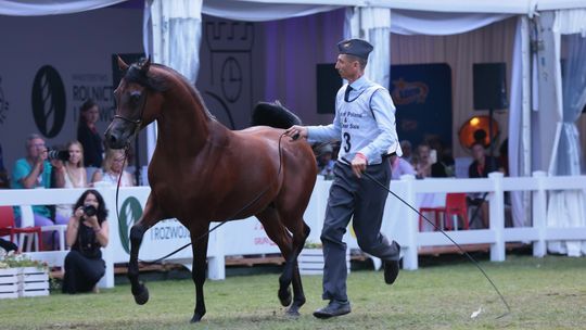 Konie arabskie w Janowie Podlaskim nie dały zarobić. Bilans Pride of Poland