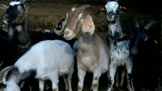 Konie, gęsi, a nawet ptaszniki. Ranczo dla porzuconych zwierząt na Podlasiu