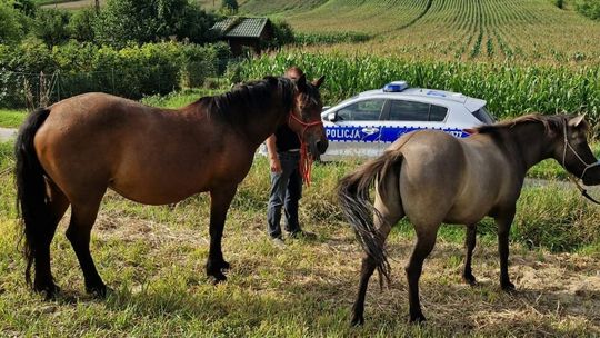 Konie na gigancie. Zwierzęta przestraszyły się kombajnu
