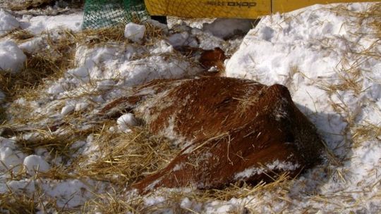 Konie padły z zimna i głodu. Zamarznięte poidła, dziurawy dach