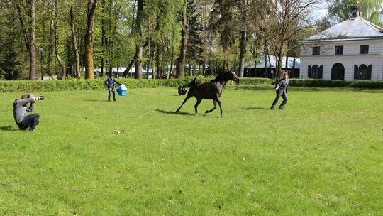 Konie z janowskiej stadniny już po sesji zdjęciowej