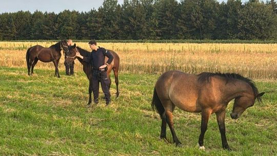 Konie z Końskowoli zatrzymane i doprowadzone na łąkę