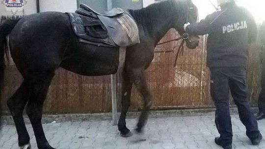 Konie zrzuciły jeźdźców i biegały po mieście