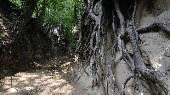 Koniec bezpłatnego wejścia do wąwozu "Korzeniowy Dół" w Kazimierzu Dolnym? Burmistrz chce wprowadzić bilety