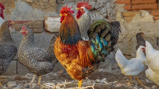 Ptasia grypa rzekomy pomór