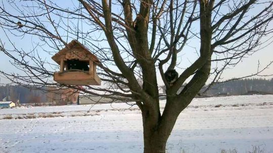 Koniec siarczystych mrozów. Idzie wiosna?