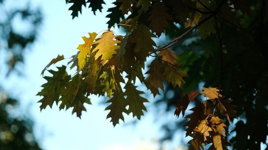 Koniec z silnym wiatrem. Prognoza pogody na najbliższe dni