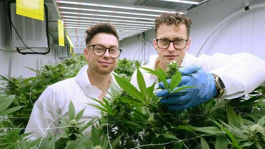 Koniec zarabiania na pomidorach. Witajcie w konopnej dżungli