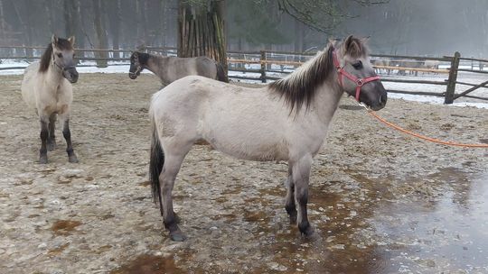Koniki pod młotek. Roztoczański Park Narodowy sprzedaje klacze i ogiery 