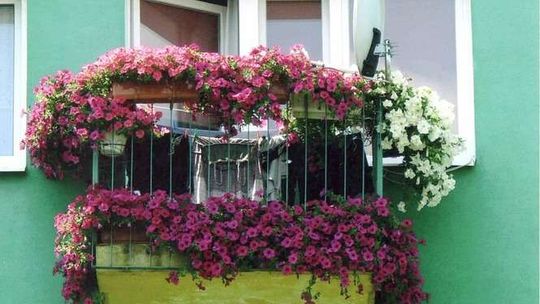Konkurs w Zamościu. Który balkon najpiękniejszy?