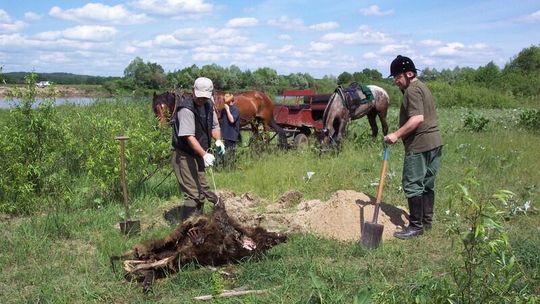 Konne patrole ekologiczne