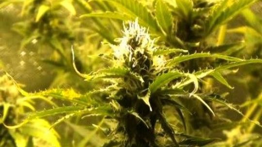 Konopie indyjskie i nielegalne papierosy. Rodzinny biznes w Biłgoraju (wideo)