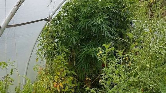 Konopie indyjskie rosły pod folią z pomidorami