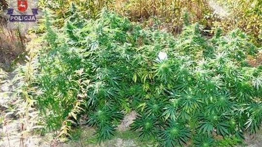 Konopie indyjskie rosły w lesie