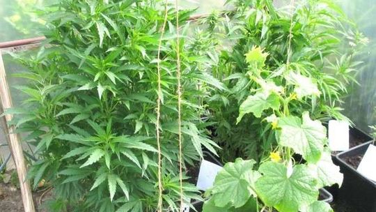 Konopie indyjskie w domu, szklarni i ogrodzie