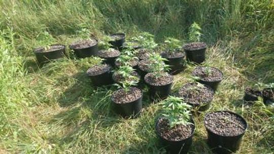 Konopie indyjskie w ogródku 28-latka