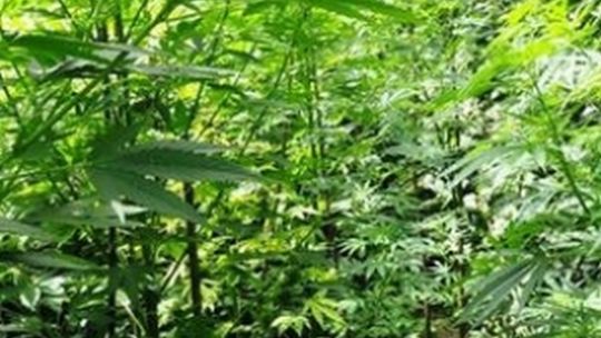 Konopie jak drzewa koło Kazimierza Dolnego. \"Hodowałem na własny użytek\"