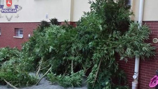 Konopie jak drzewa na leśnej polanie