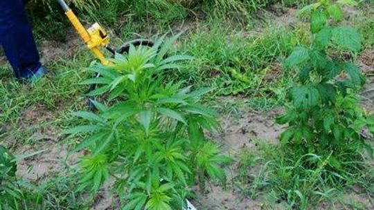 Konopie rosły pomiędzy malinami