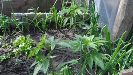 Konopie uprawiał pod folią. Wpadł, bo okradł sklep